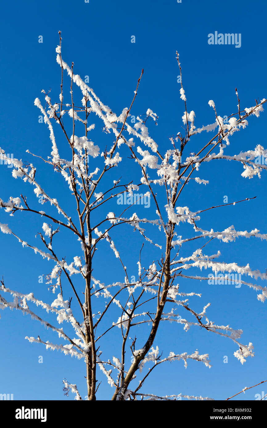 Winter scene of snow coverd branches on a tree with blue sky background Stock Photo