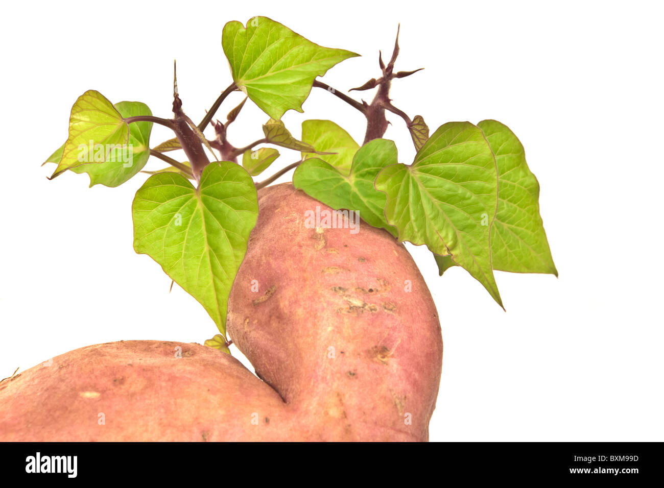 The sweet potato (Ipomoea batatas) or batat. Shot on white. Biological farming Stock Photo