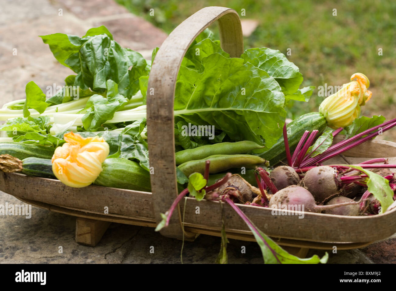 Trug of fresh produce, courgettes, beetroot, spinach, chard and broad beans Stock Photo