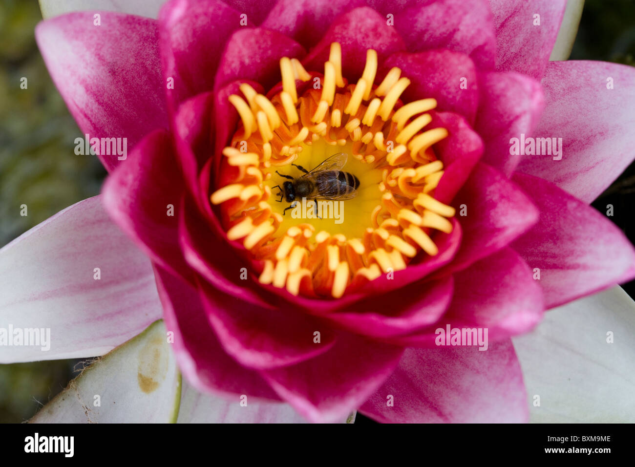 Honey bee in a water lily flower Stock Photo - Alamy