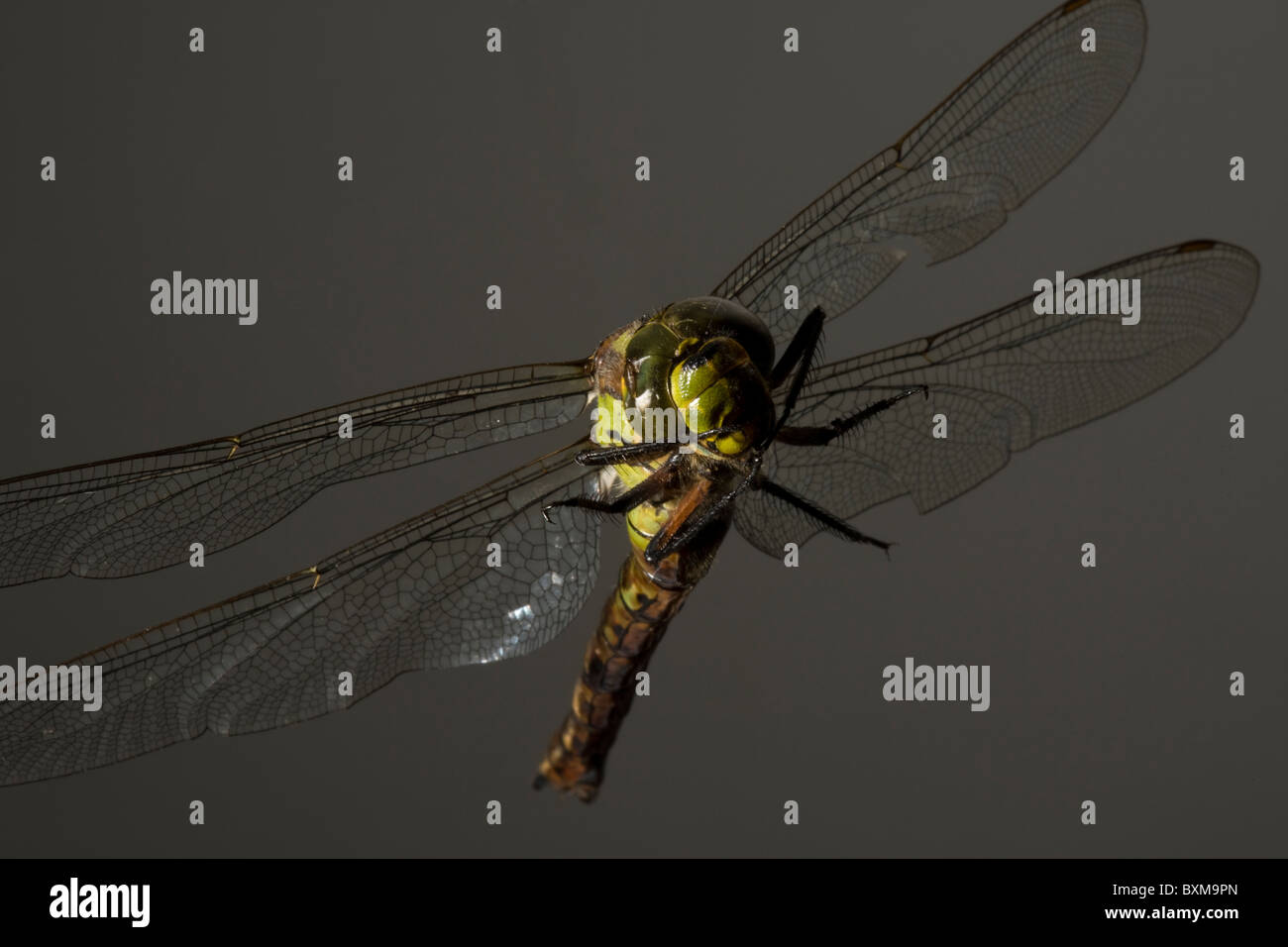 Dragonfly Stock Photo