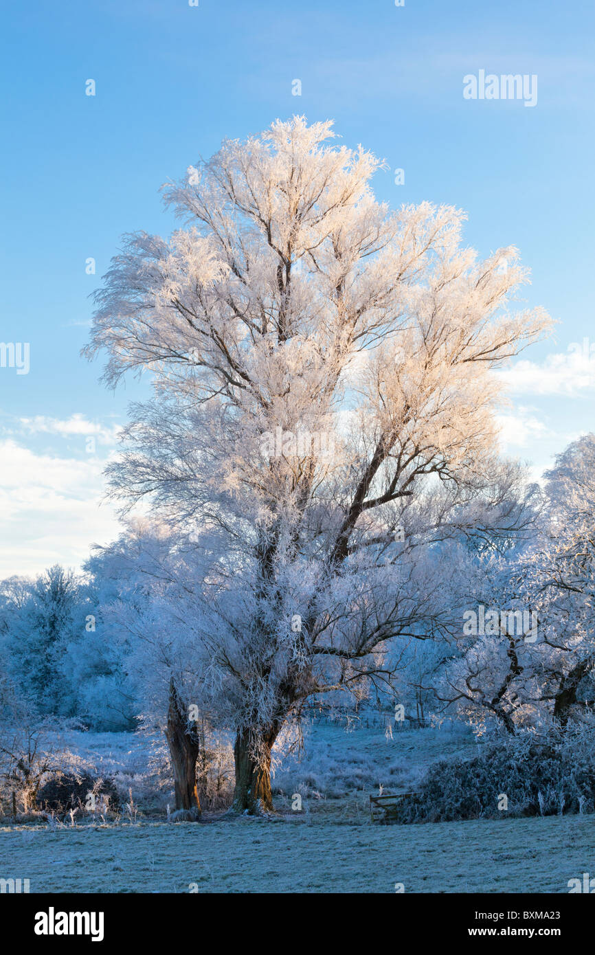 Hoar frost on a willow tree in the Coln Valley near the Cotswold ...