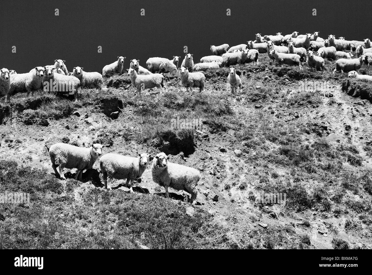 sheep,east cape,new zealand Stock Photo