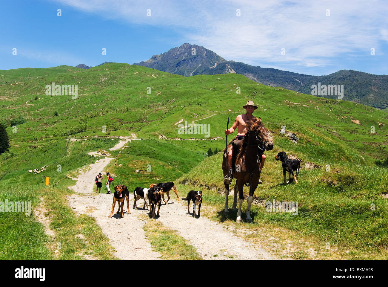 Shepherd with dogs on Mt Hikurangi track,east cape,new zealand Stock