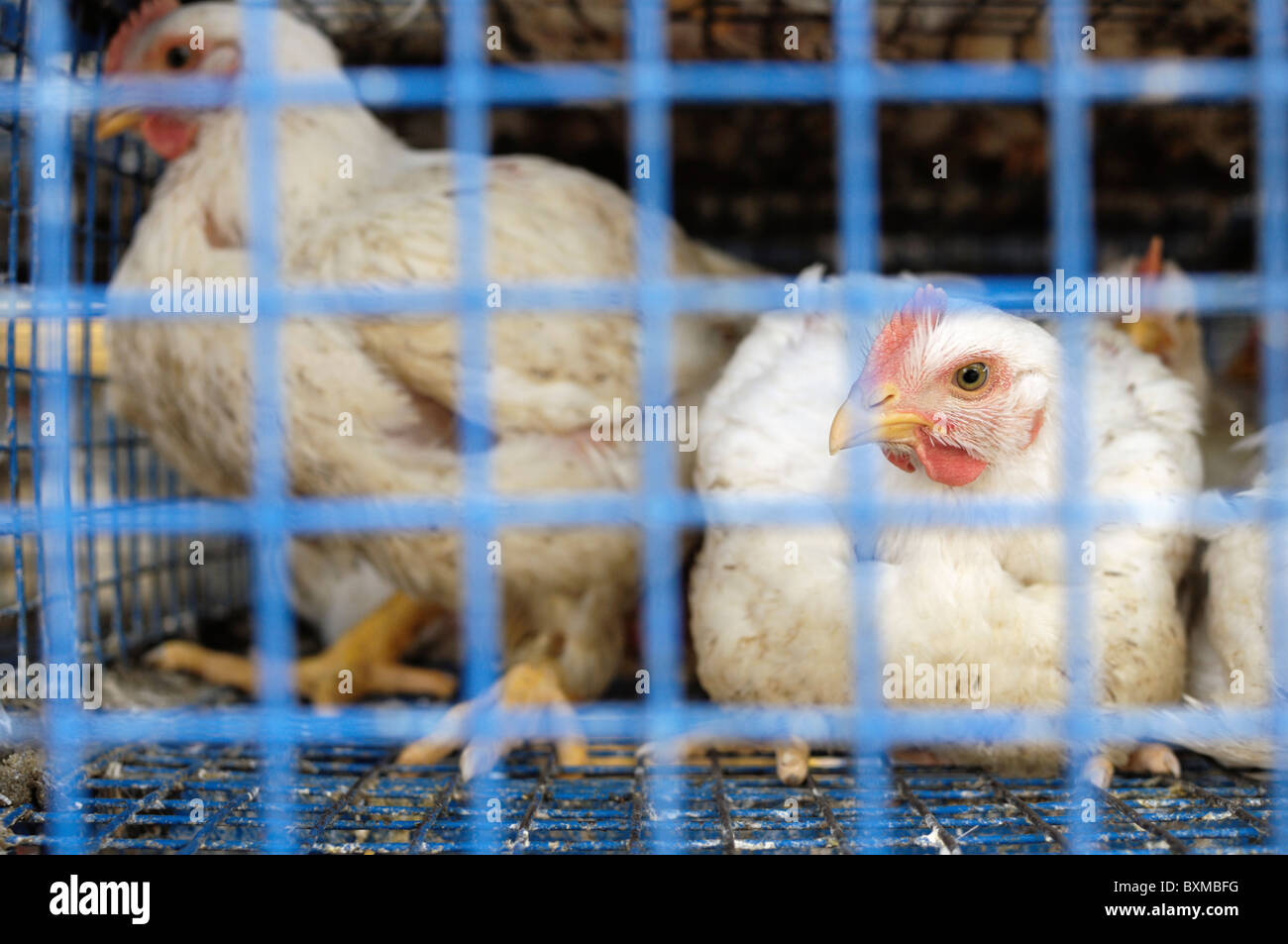 Caged chickens at market Stock Photo Alamy