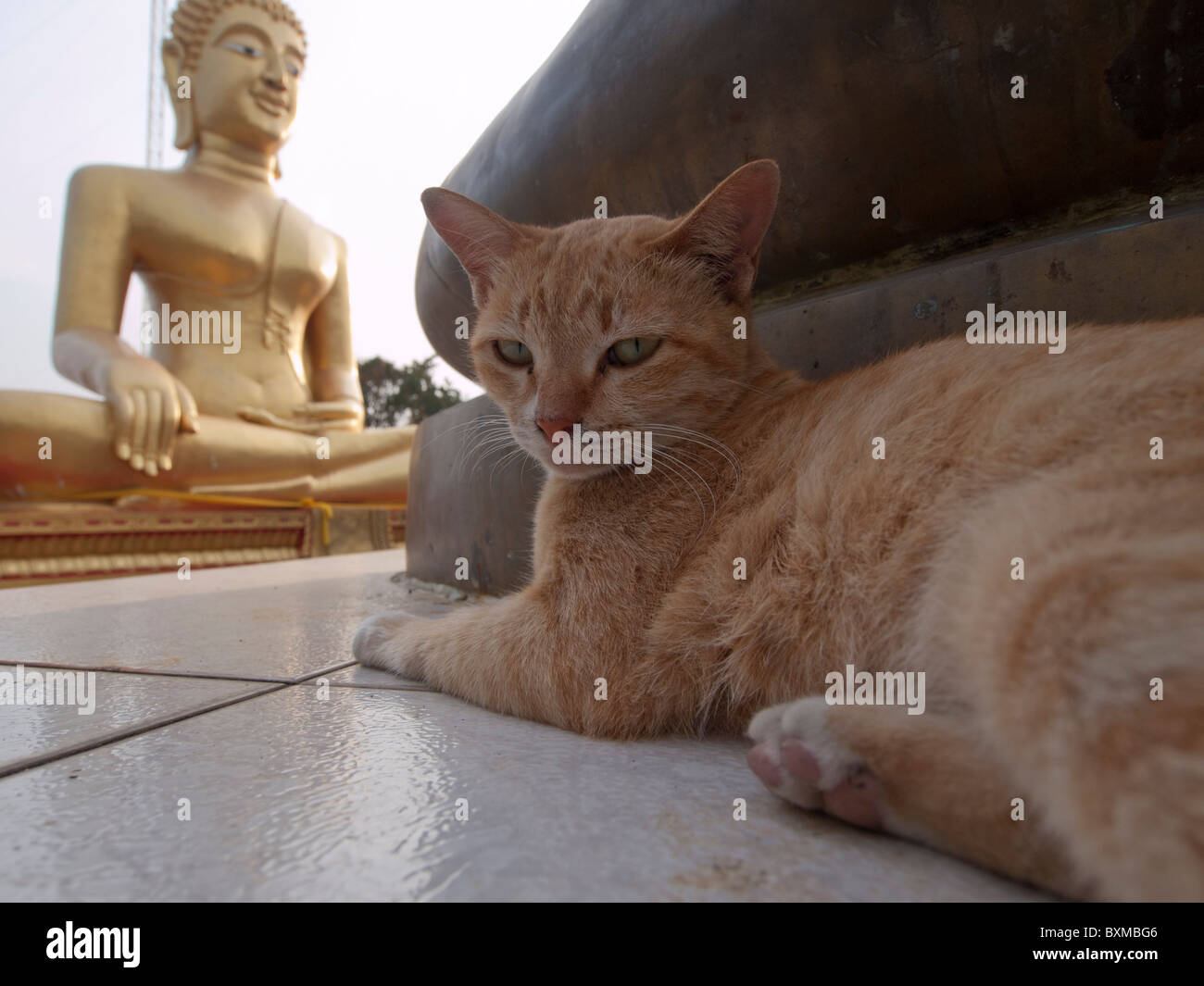 A temple stray cat Stock Photo
