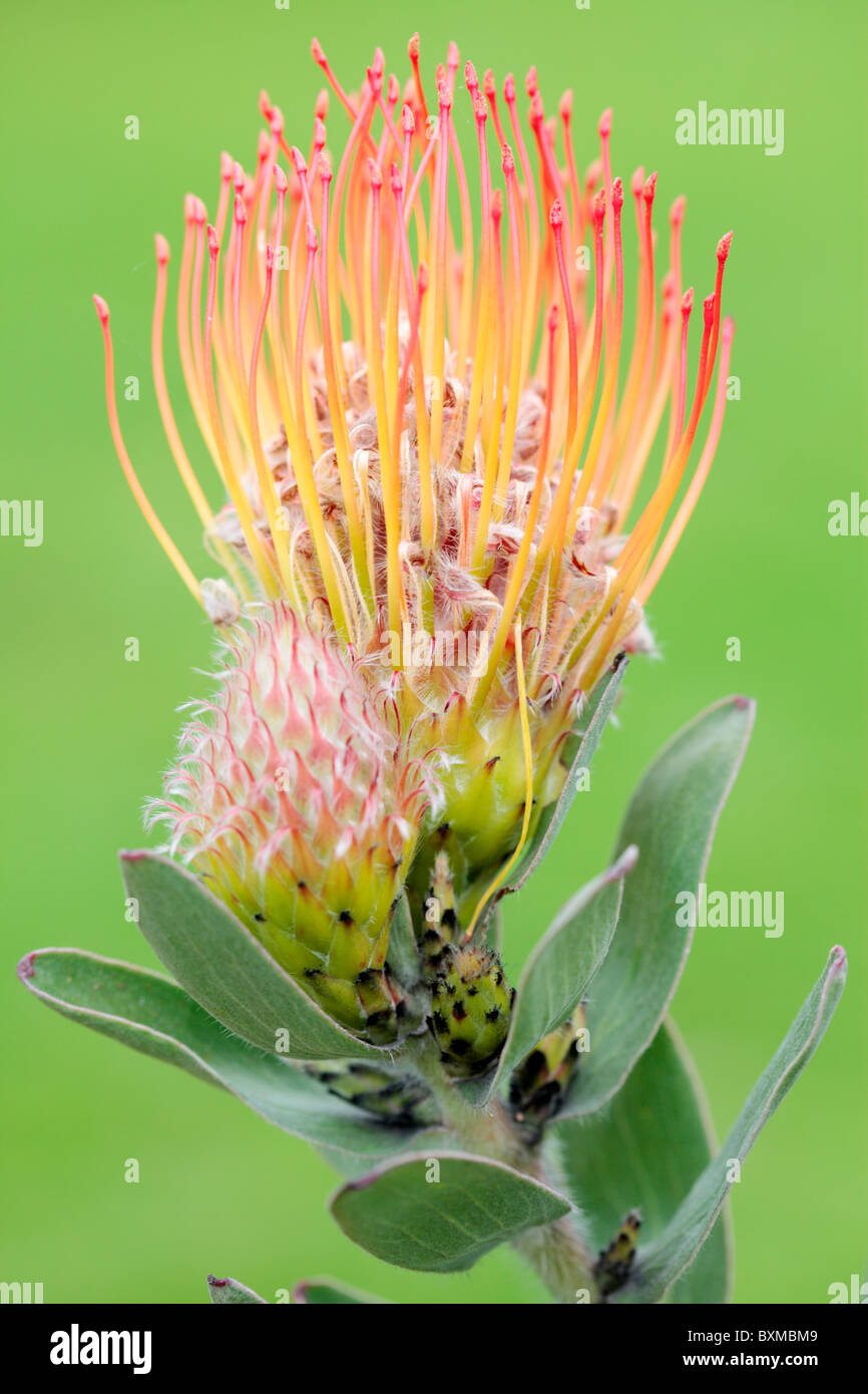 Red pincushion protea hires stock photography and images Alamy