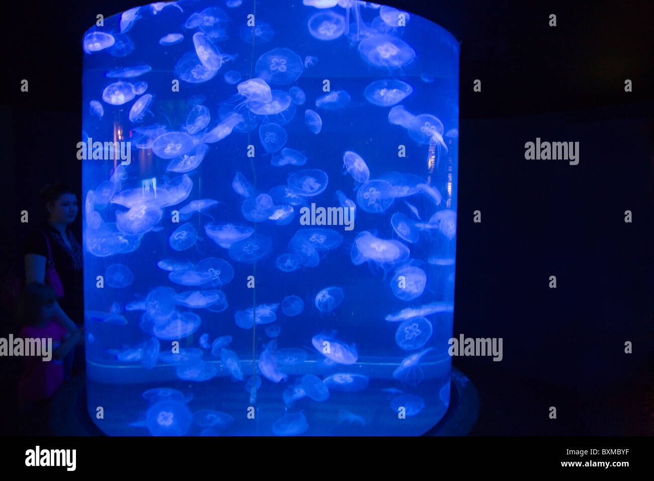 Henry Doorly Zoo - Scott Aquarium - Moon Jellyfish Stock Photo