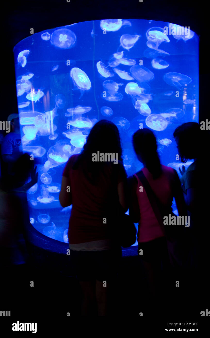Henry Doorly Zoo - Scott Aquarium - Moon Jellyfish Stock Photo