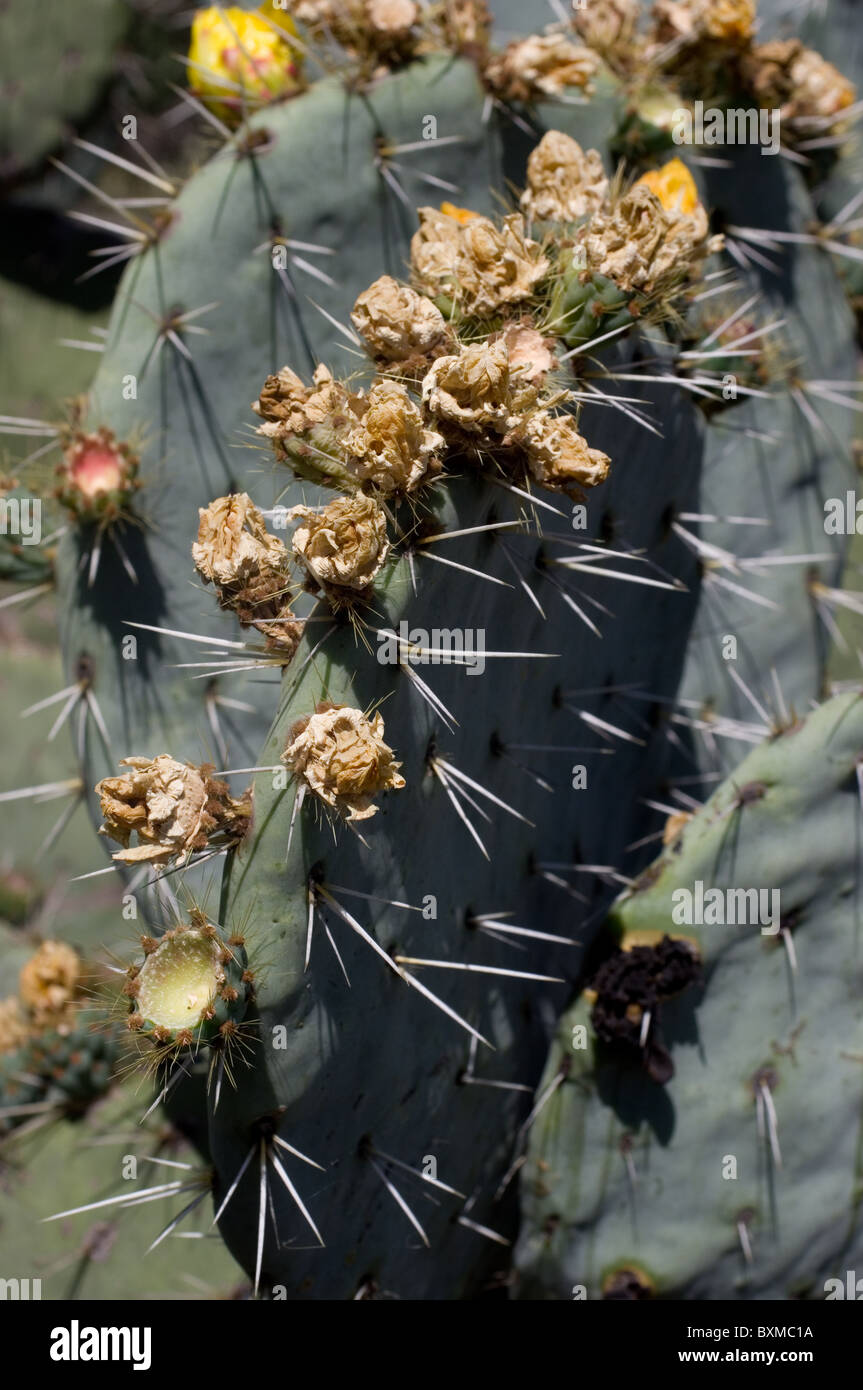 Dried flowers of Opuntia robusta cacti (Wheel Cactus or Camuesa Stock
