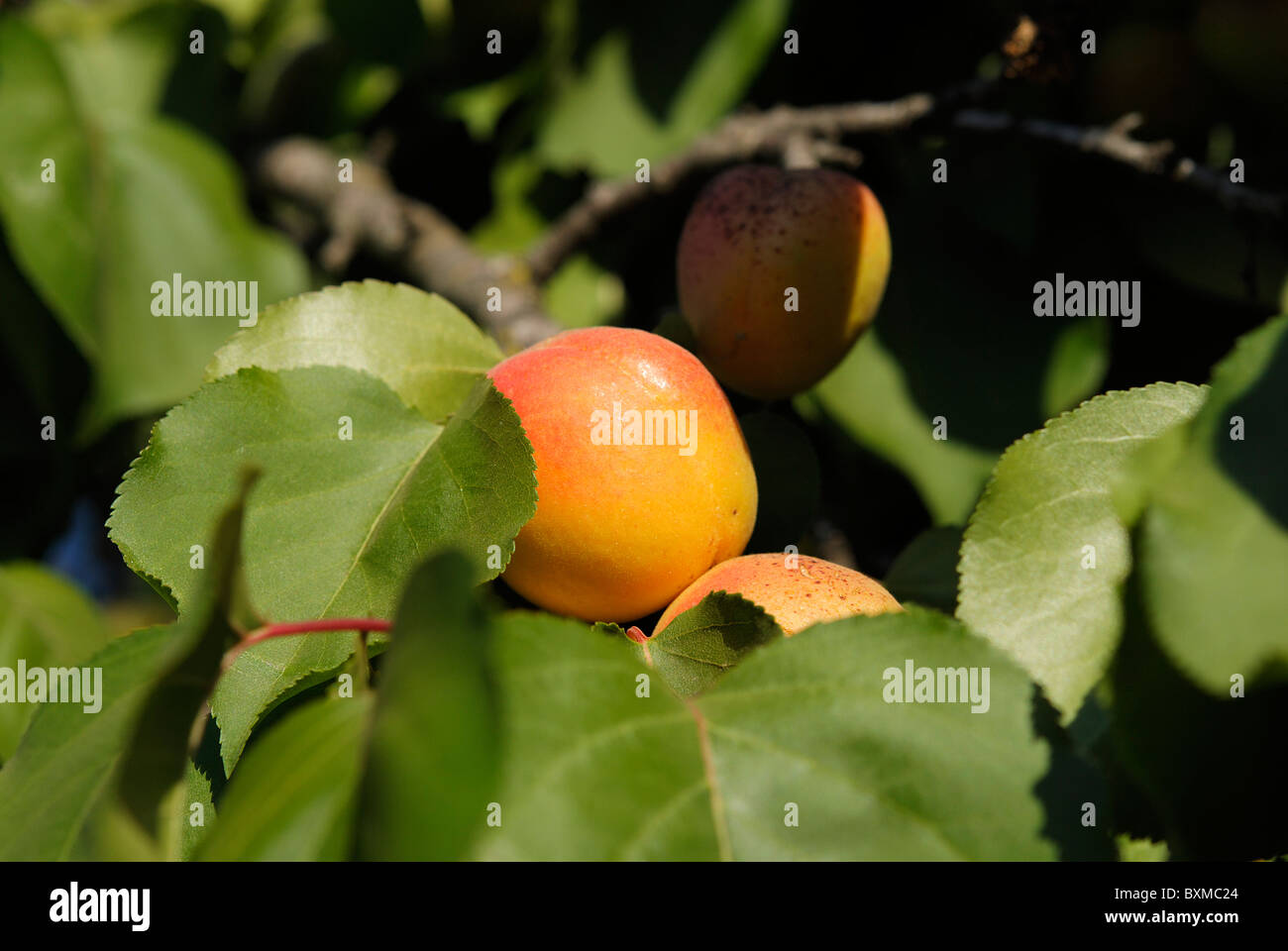 Teoretisk Spis aftensmad bagværk Damascus, fruit in his state of nature, the sheets hedge her in with the  tree Stock Photo - Alamy