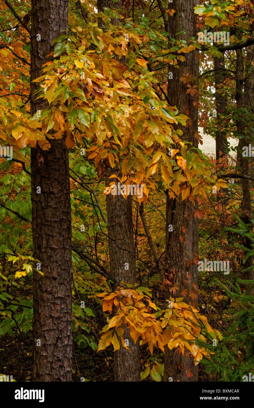 Autumn Leaves, Trees, East Tennessee Stock Photo - Alamy