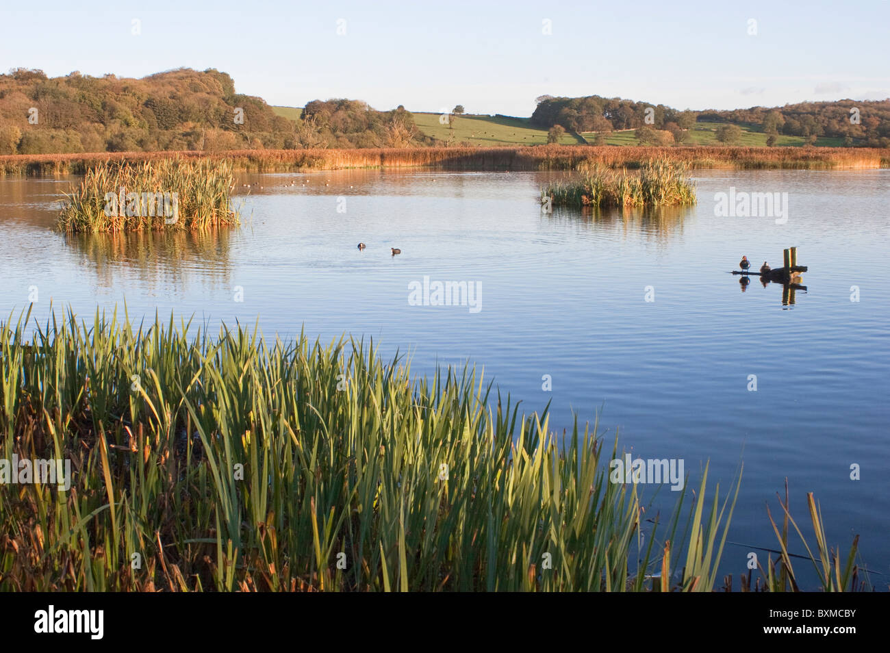 Leighton Moss Nature Reserve High Resolution Stock Photography and ...