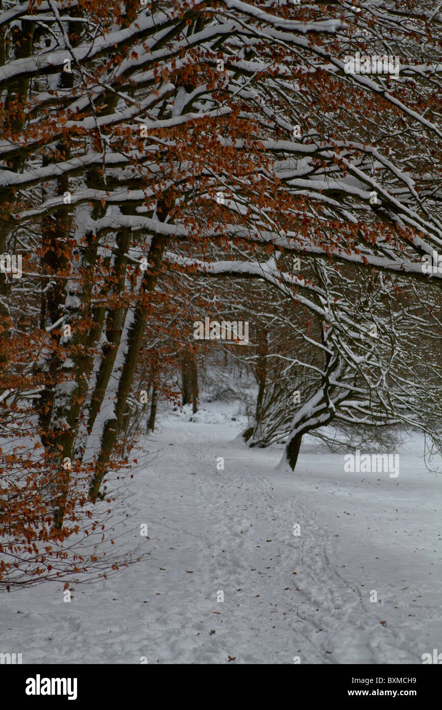 Winter in the forest Stock Photo - Alamy
