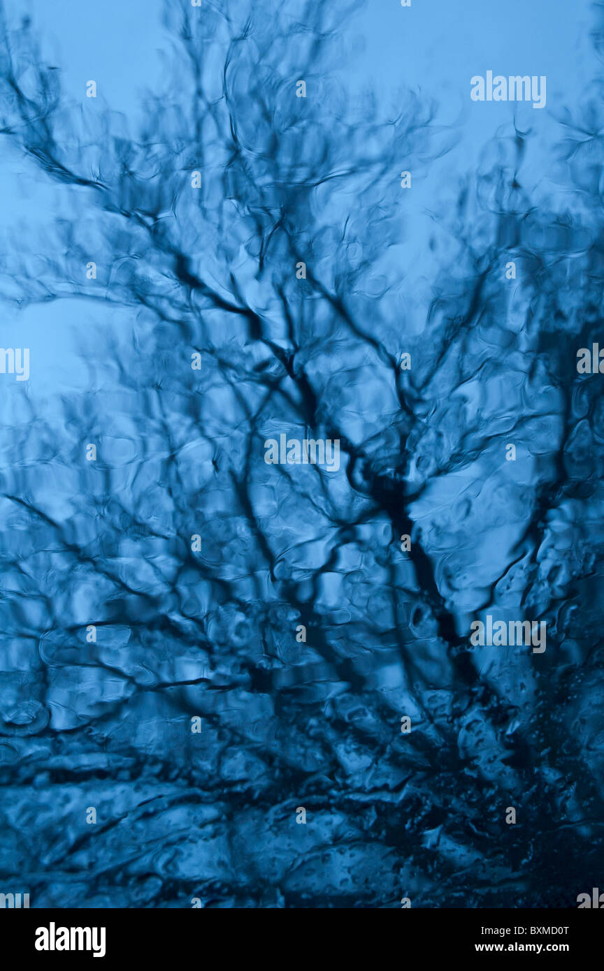 Abstract reflection of a tree Stock Photo
