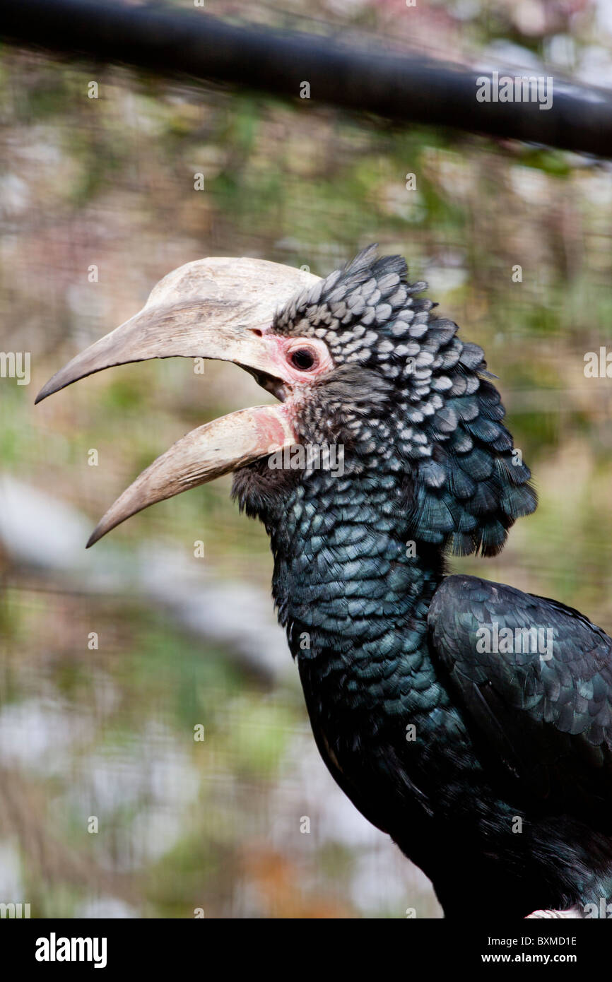 Close view of a Silvery-Cheeked Hornbill on captivity. Stock Photo