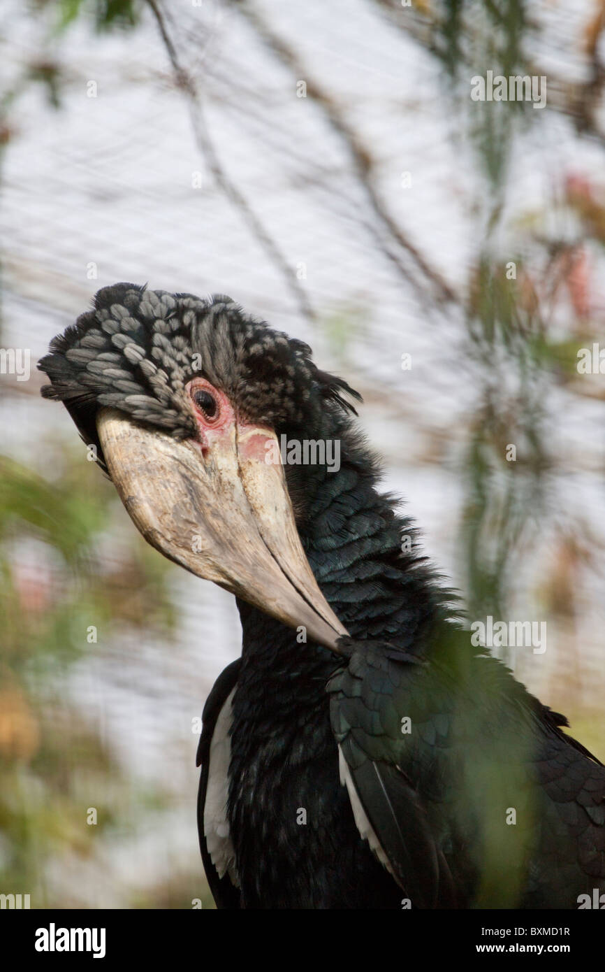 Close view of a Silvery-Cheeked Hornbill on captivity. Stock Photo