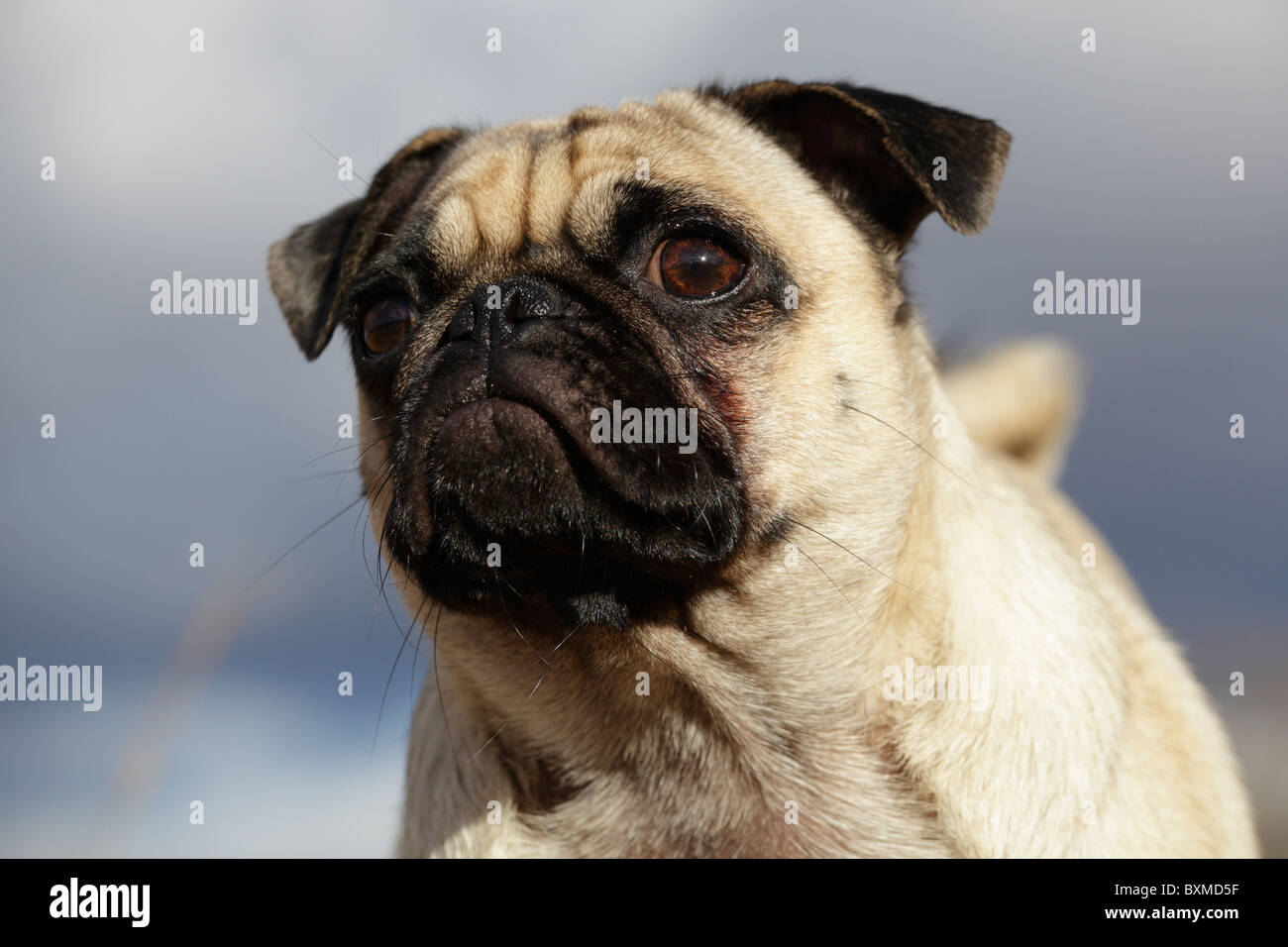 A pensive looking pet pug dog. Stock Photo