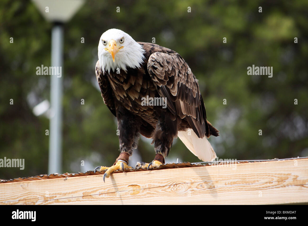 View of an American bald eagle bird of prey on top of a house Stock