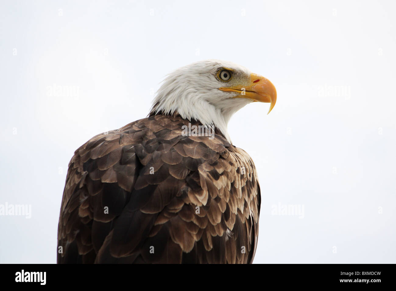 View of an American bald eagle bird of prey on top of a house Stock