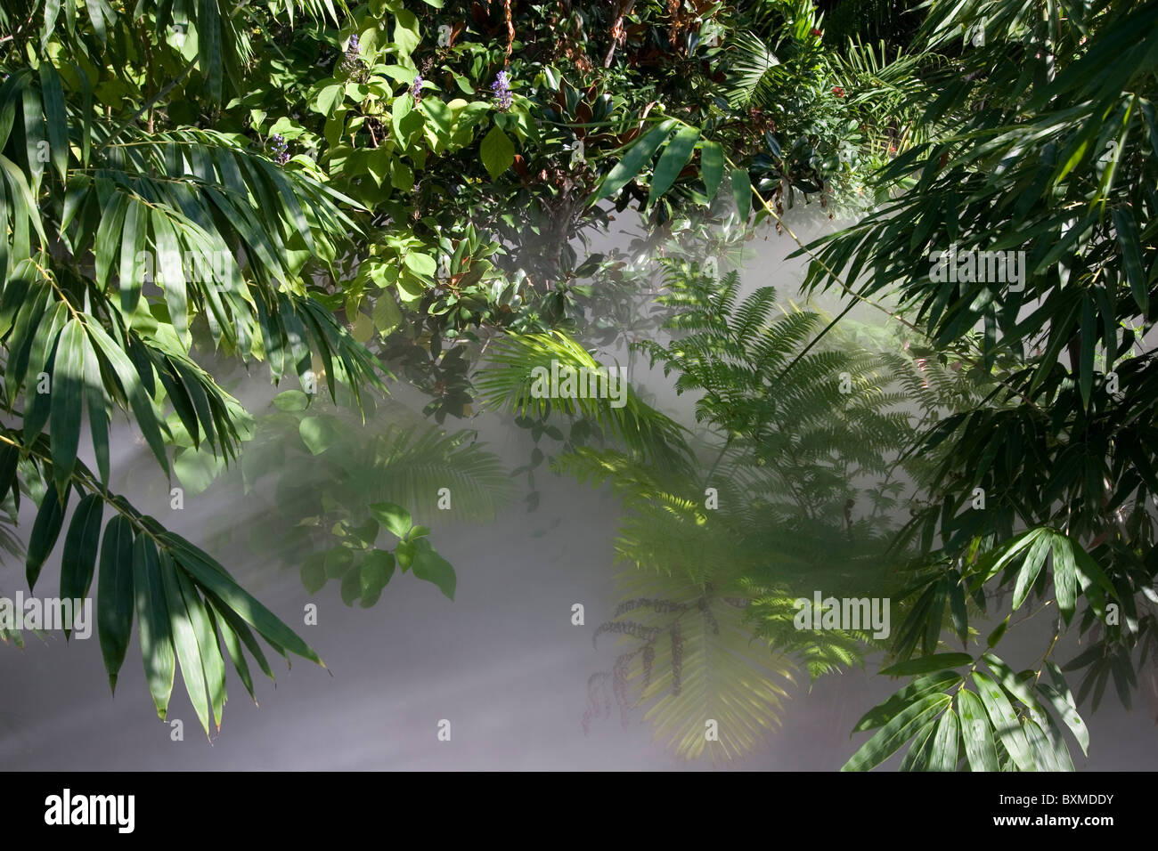 Misty jungle Stock Photo