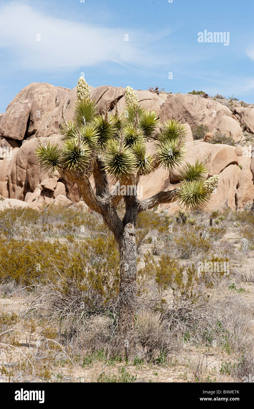 A Joshua Tree (Yucca Brevifolia) in bloom with the familiar monzogranite boulders of the Mojave Desert in the background Stock Photo