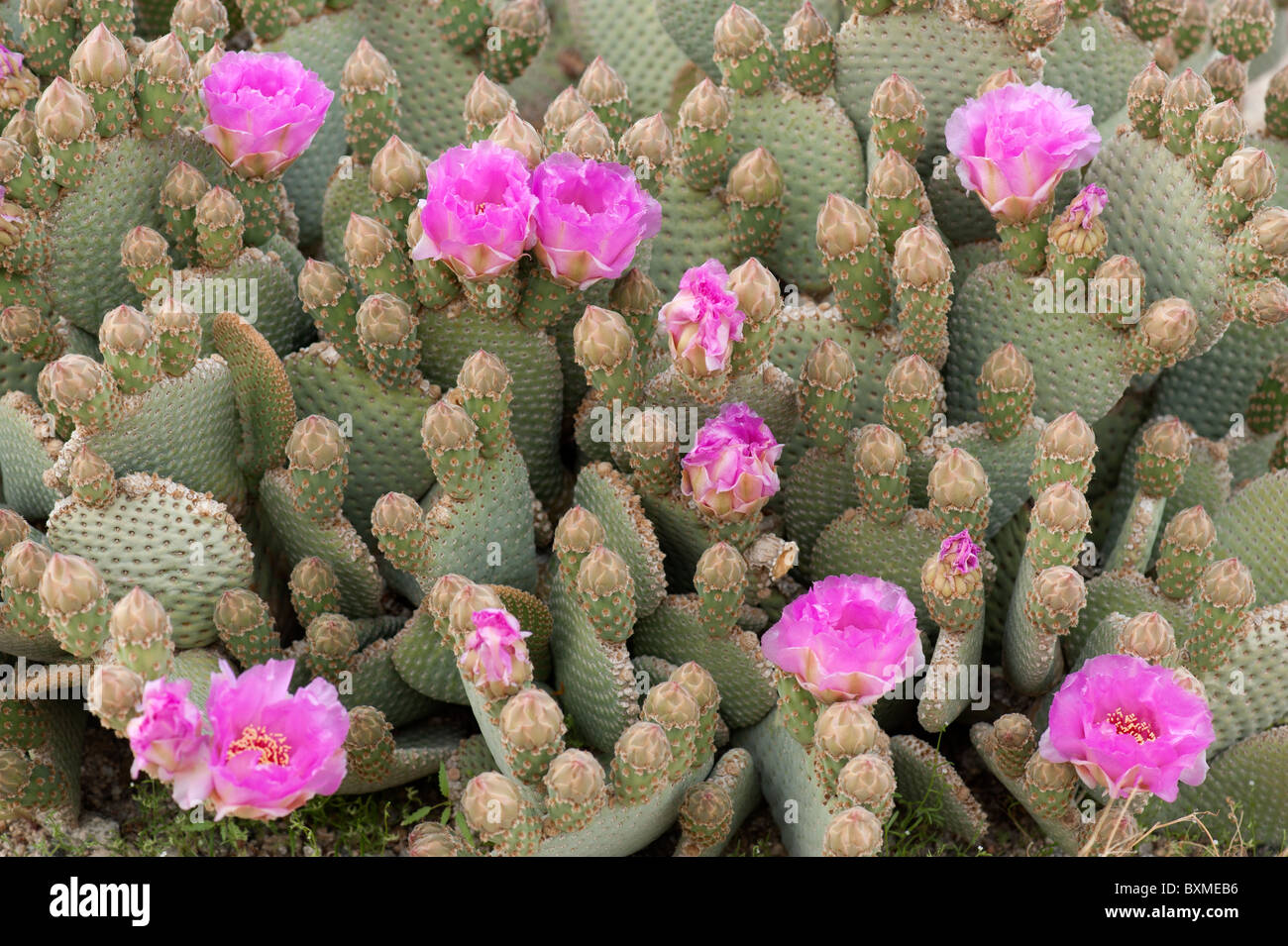 Beavertail Cactus (Opuntia basilaris) in bloom at Joshua Tree National Park Stock Photo