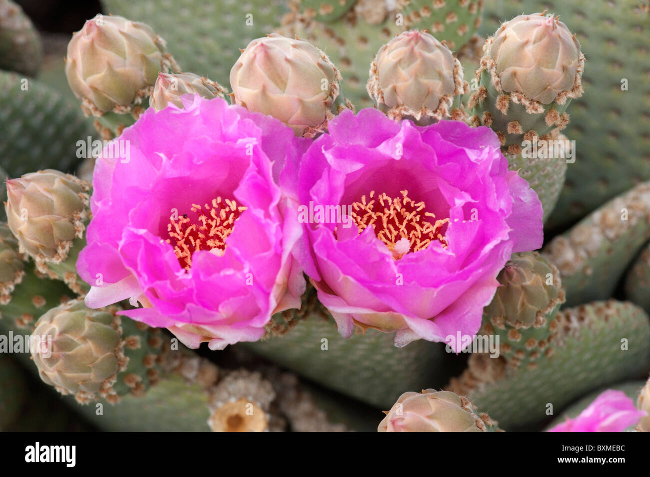 Close-up of the blossoms of a Beavertail cactus (Opuntia basilaris) in Joshua Tree National Park Stock Photo