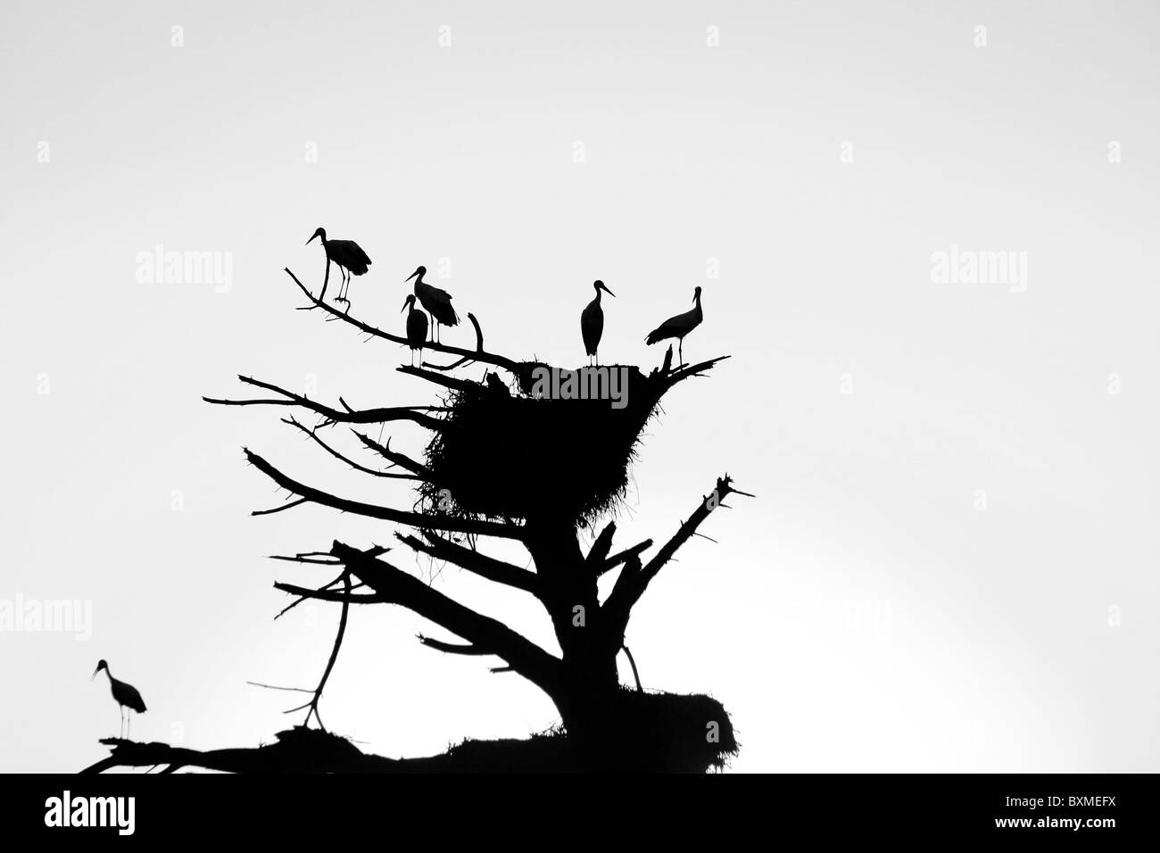 Bunch of stork birds silhouettes on a dead tree with nest at sunset. Stock Photo