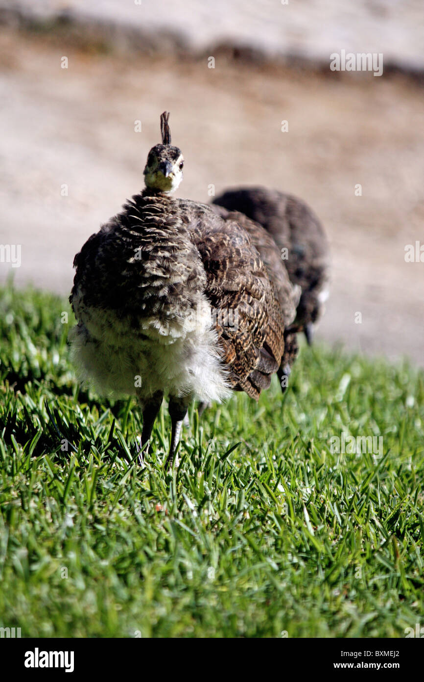 View of a junior peacock on the green grass Stock Photo - Alamy