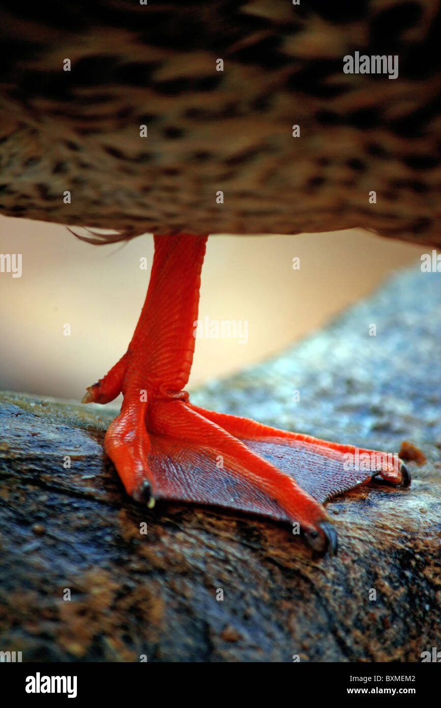 Duck Foot High Resolution Stock Photography and Images Alamy
