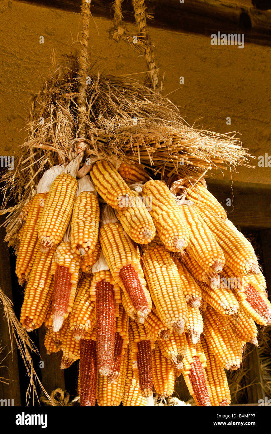 Drying corn hires stock photography and images Alamy