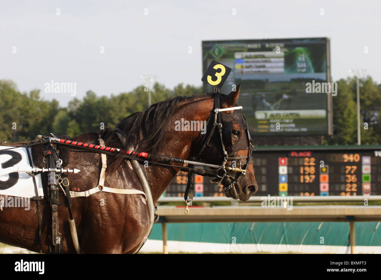 Harness racing at Colonial Downs racetrack in New Kent County, Virginia