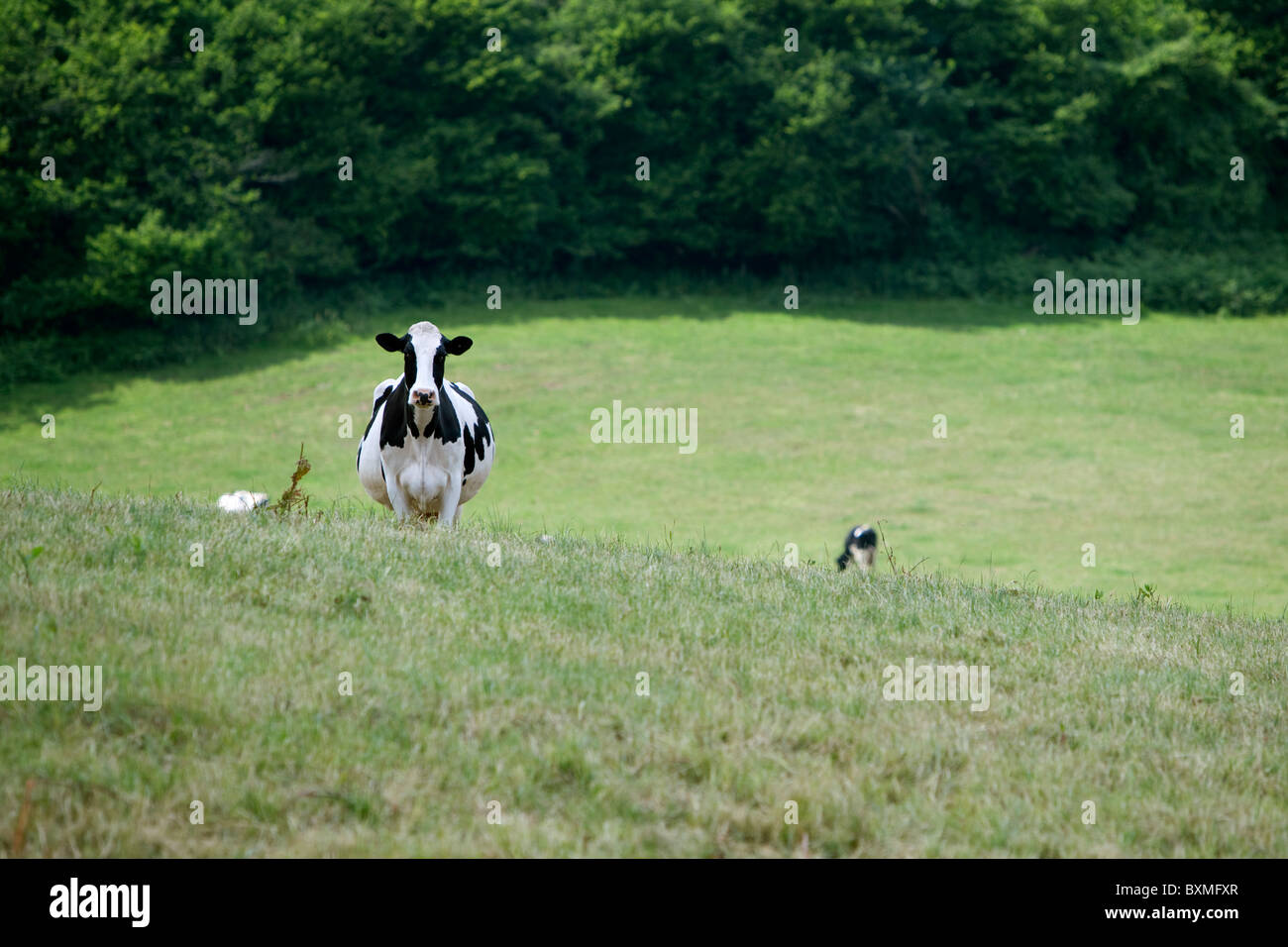 two friesian cows in a field Stock Photo - Alamy