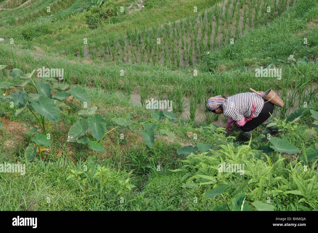 Person working at the spectacular Longji Titian Rice Terraces, Guilin ...