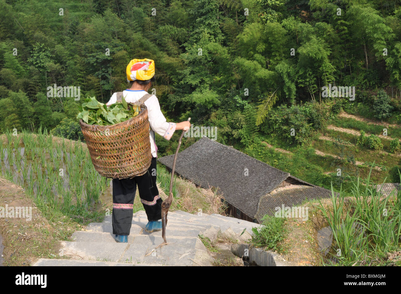 Person working at the spectacular Longji Titian Rice Terraces, Guilin ...