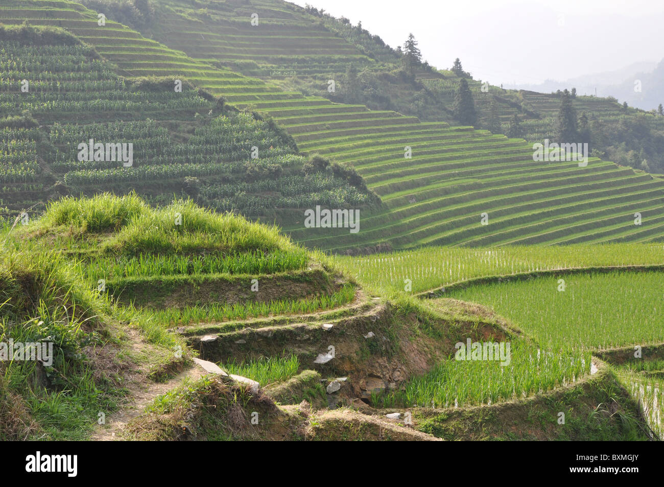The spectacular Rice Terraces at Longji Titian, Guilin area, Southern ...