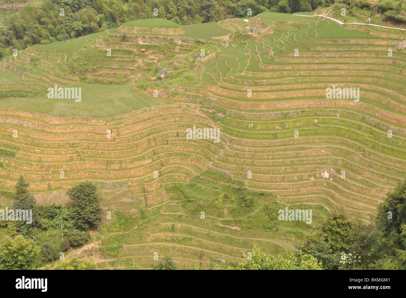 The spectacular Rice Terraces at Longji Titian, Guilin area, Southern ...