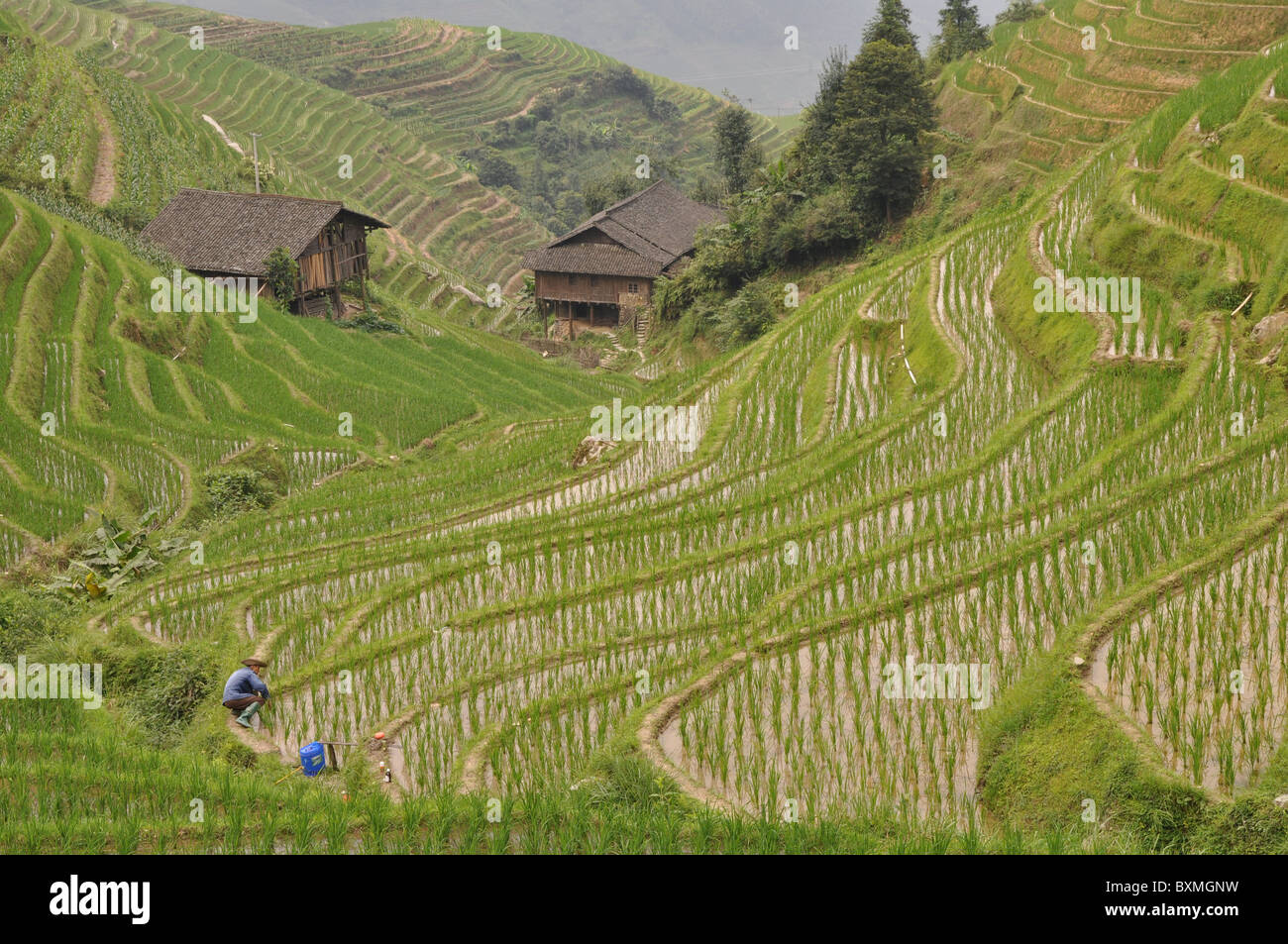 Wooden buildings in a stunning scenery at Longji Rice Terrace, Southern ...
