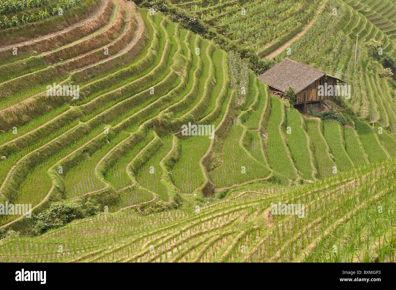 Wooden buildings in a stunning scenery at Longji Rice Terrace, Southern ...