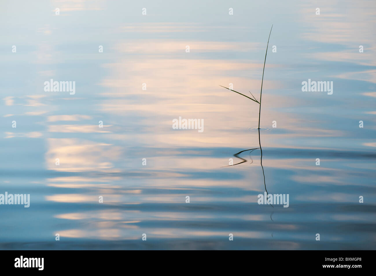Silhouette Grass stem reflecting in a rippling pool at dawn in india Stock Photo