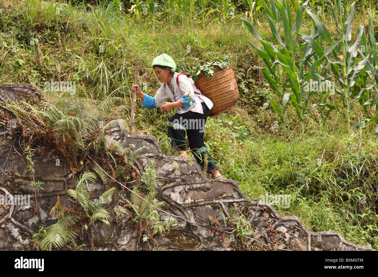 Chinese person on the way to work on the Longji rice terraces, Southern ...