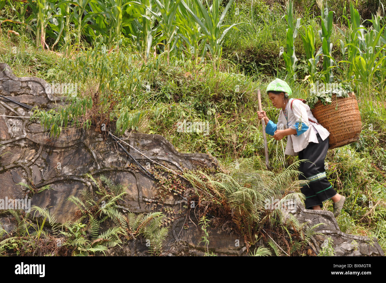 Chinese person on the way to work on the Longji rice terraces, Southern ...