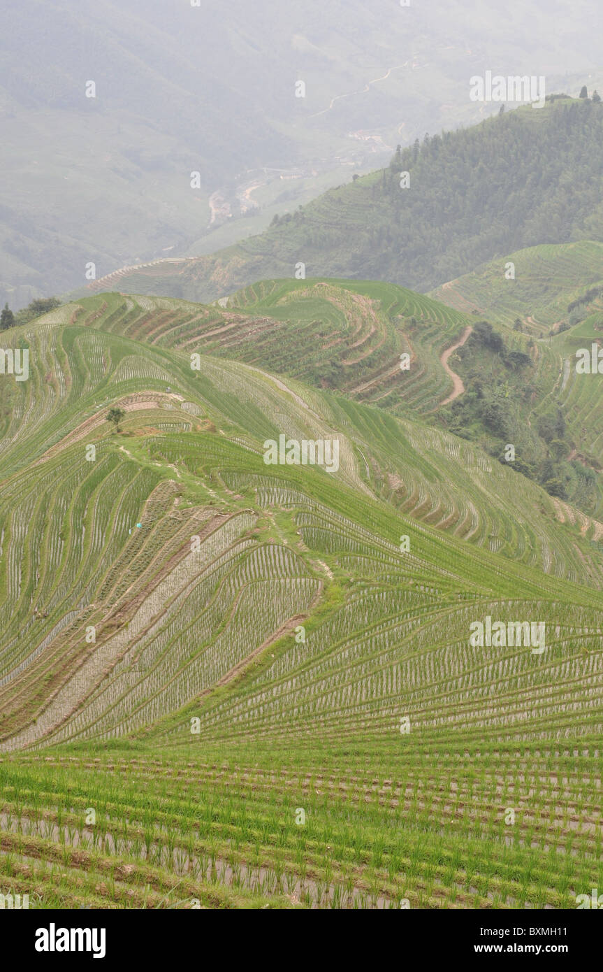 The spectacular Rice Terraces at Longji Titian, Guilin area, Southern ...