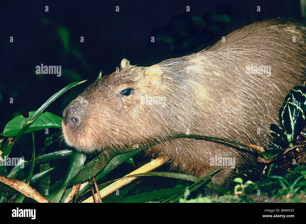 https://c8.alamy.com/comp/BXMH25/capybara-feeding-browsing-BXMH25.jpg