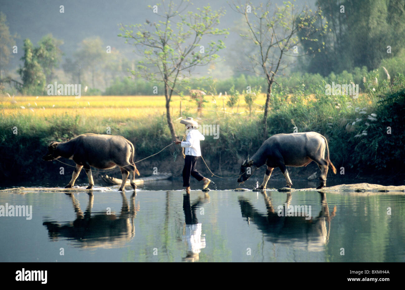 Farmer leading water buffalos. Stock Photo