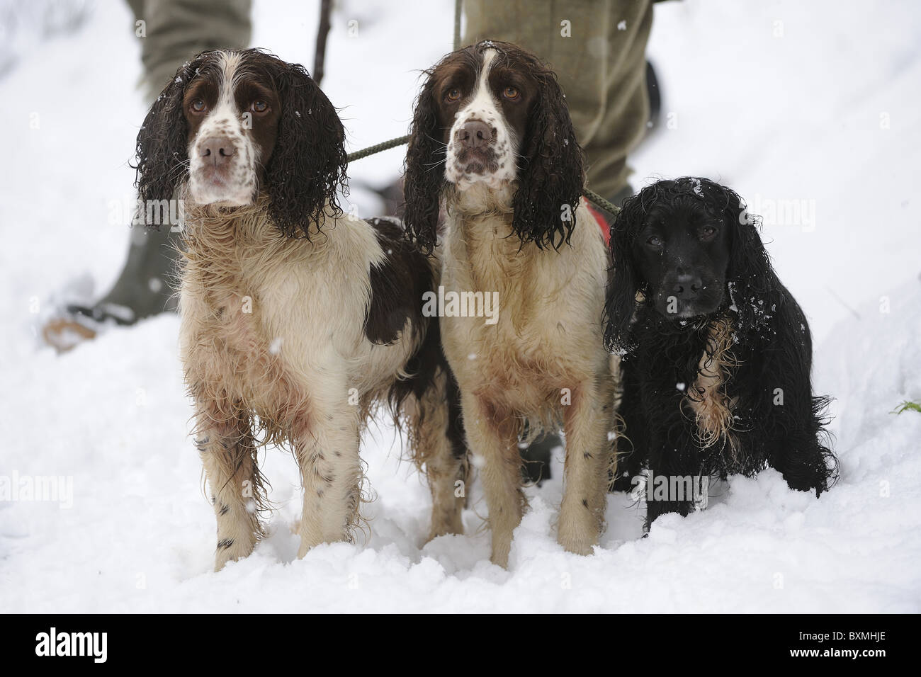 Springer Spaniels, Cocker Spaniel on a shoot day Stock Photo