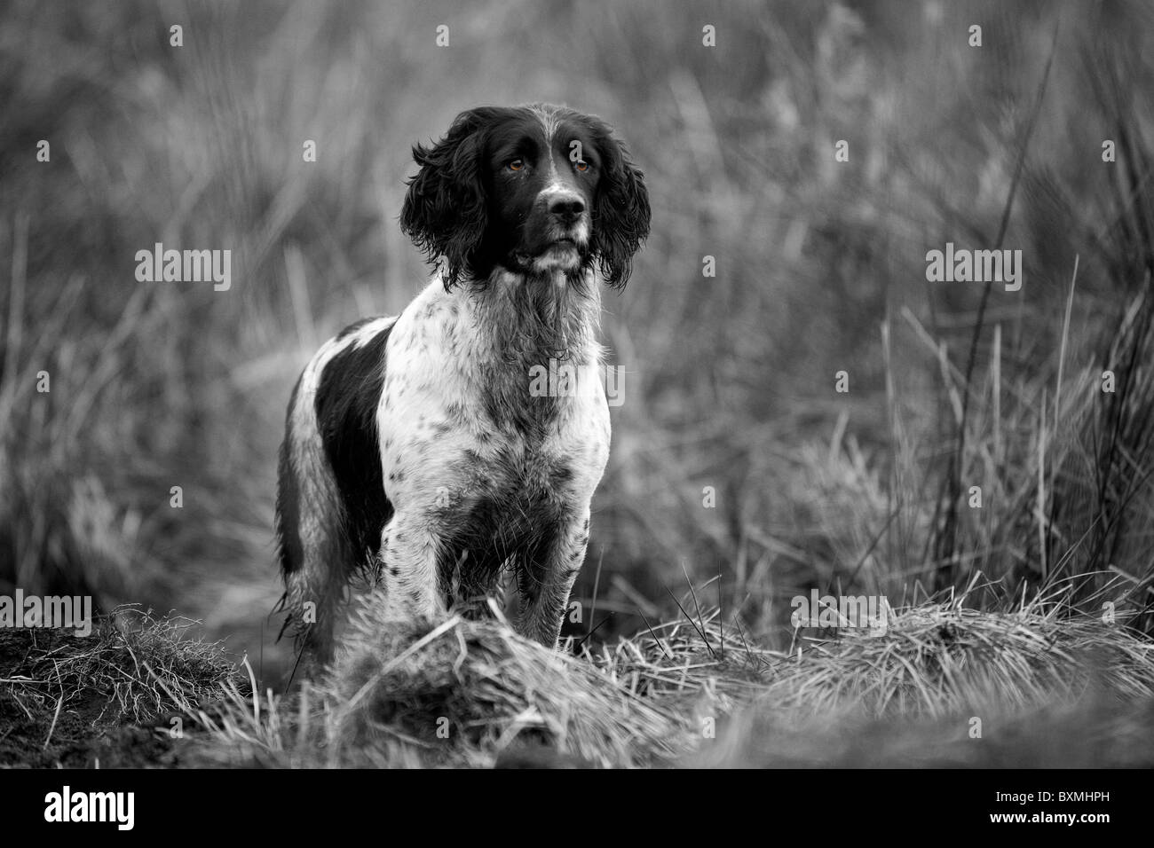 Springer Spaniel on a shoot day black and white Stock Photo