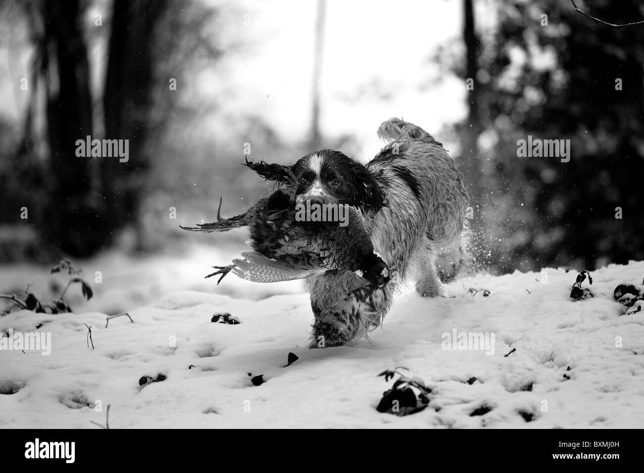 Springer Spaniel retrieving pheasant on a shoot day black and white Stock Photo