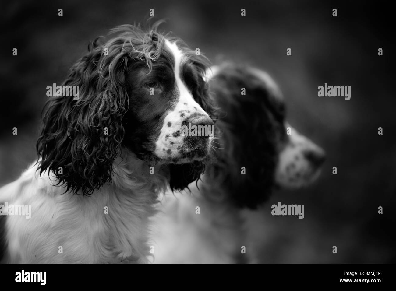 Springer Spaniels on a shoot day black and white Stock Photo